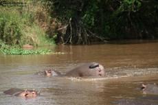 IMG 7889-Kenya, hippos in Kimana River IMG 7889-Kenya, hippos in Kimana River